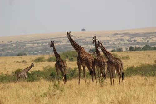 Safari Masái Mara